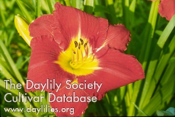 Daylily Study in Scarlet